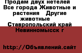 Продам двух нетелей - Все города Животные и растения » Другие животные   . Ставропольский край,Невинномысск г.